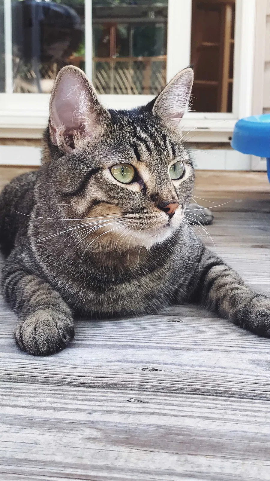 Lost cat in Fayetteville, NC, 28303