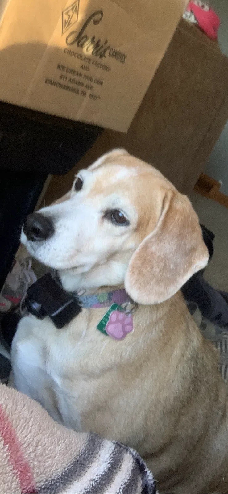 Lost dog in Smithton, PA, 15479