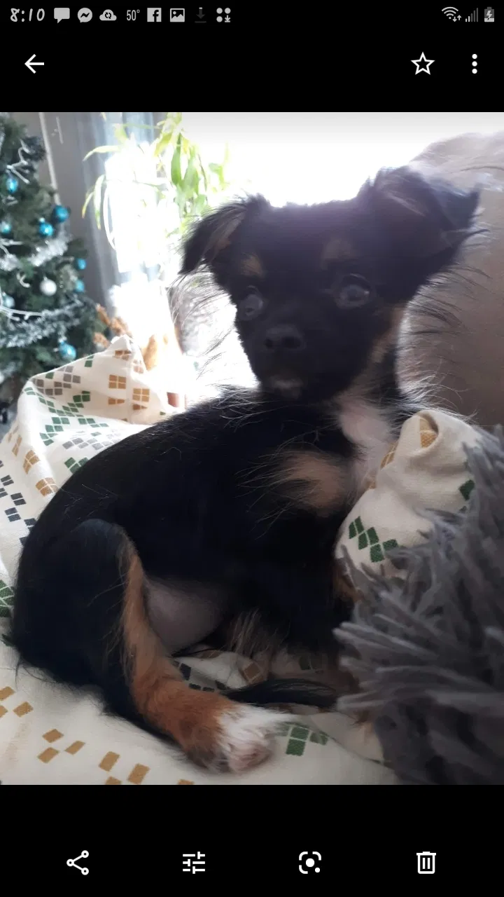 Lost dog in Conover, NC, 28613