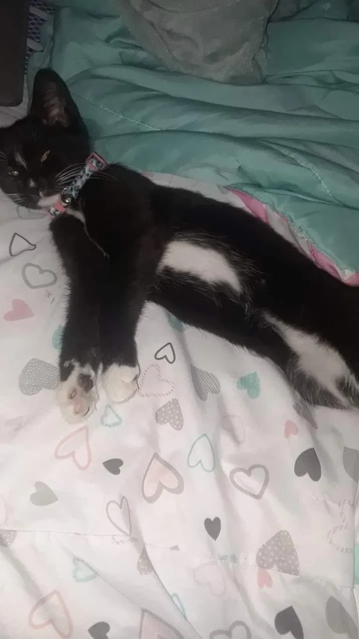 Lost cat in Fayetteville, NC, 28301