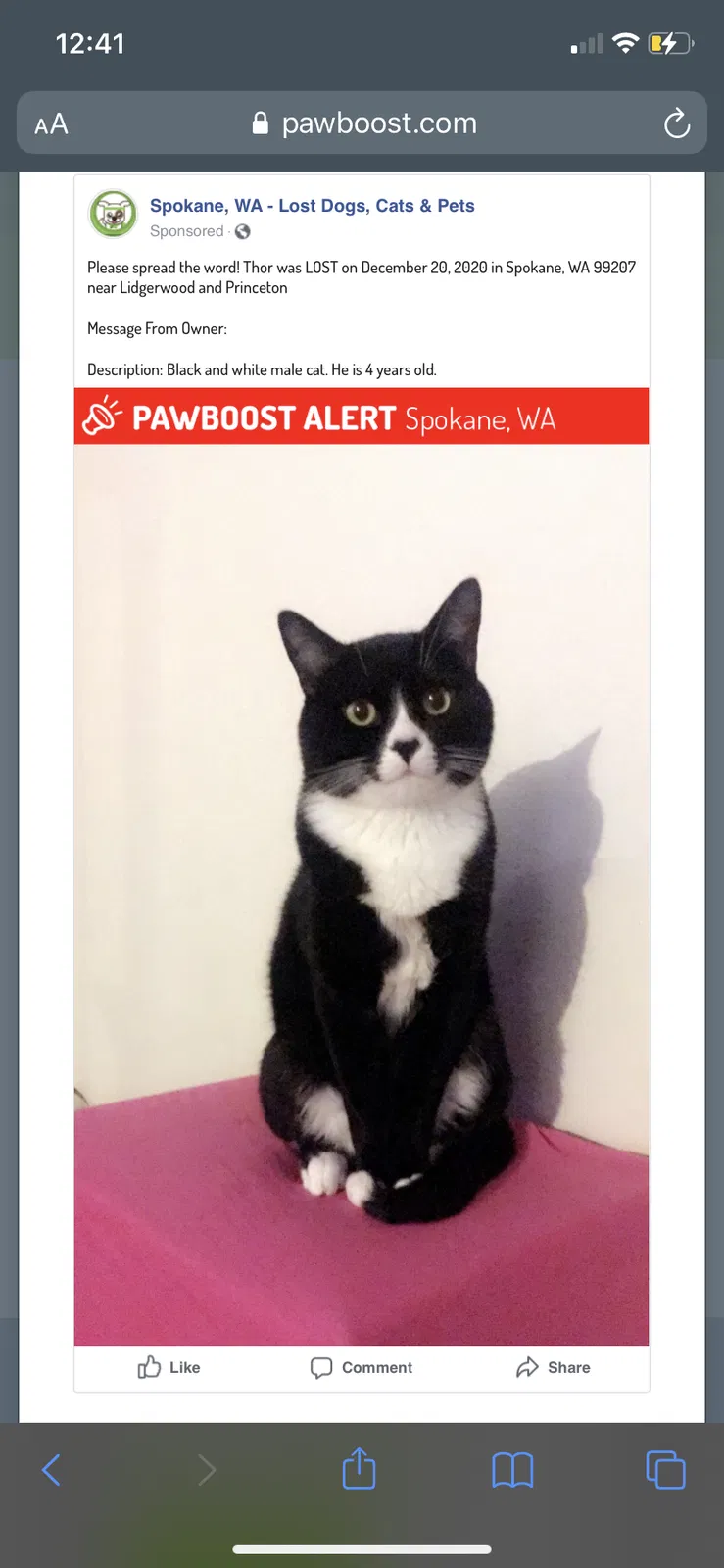 Lost cat in Spokane, WA, 99207