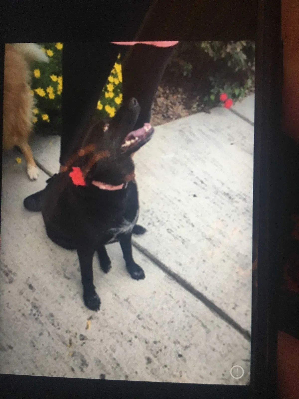 Lost dog in Little Rock, AR, 72223