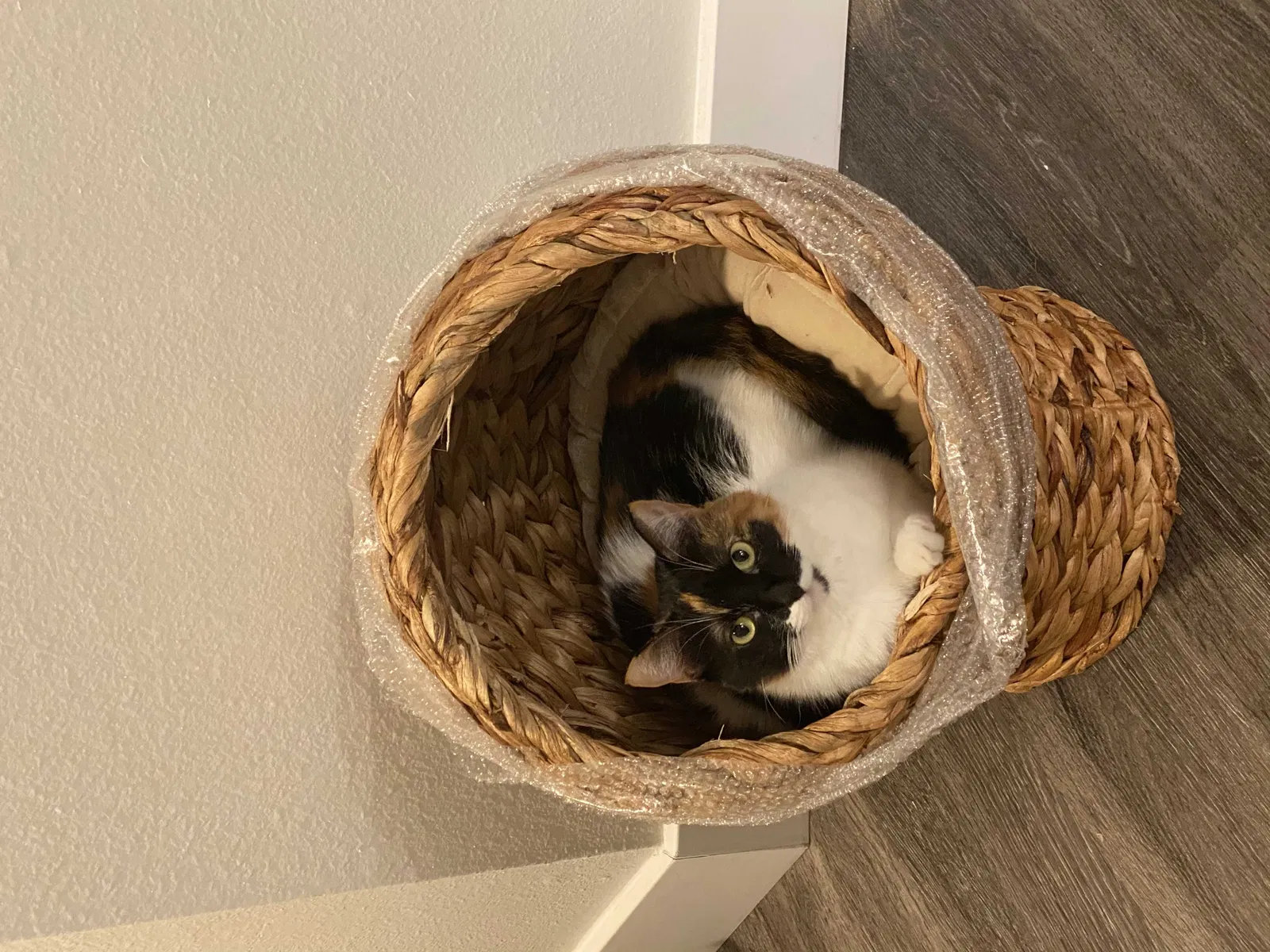Lost cat in Los Angeles, CA, 90068