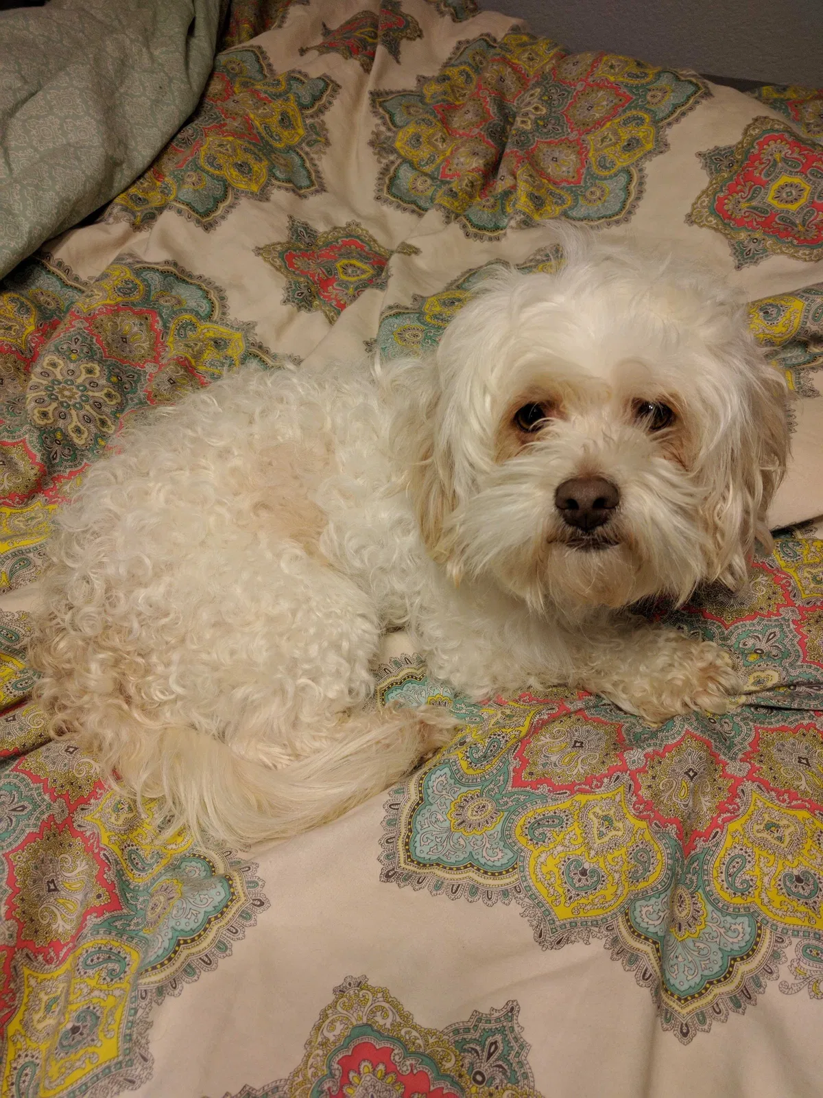 Lost dog in Fort Worth, TX, 76140