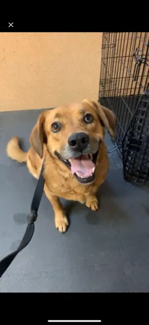 Lost dog in Colorado Springs, CO, 80926