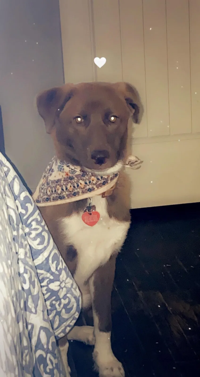 Lost dog in Amarillo, TX, 79107