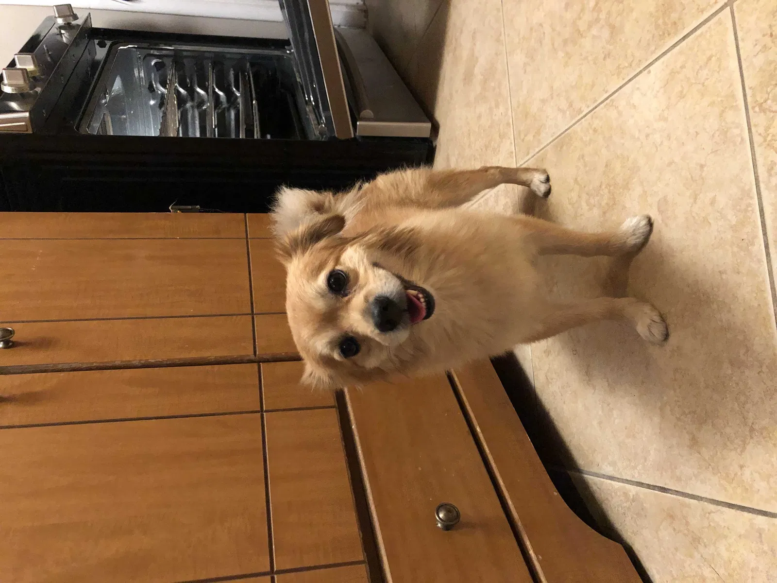 Lost dog in Pomona, CA, 91768