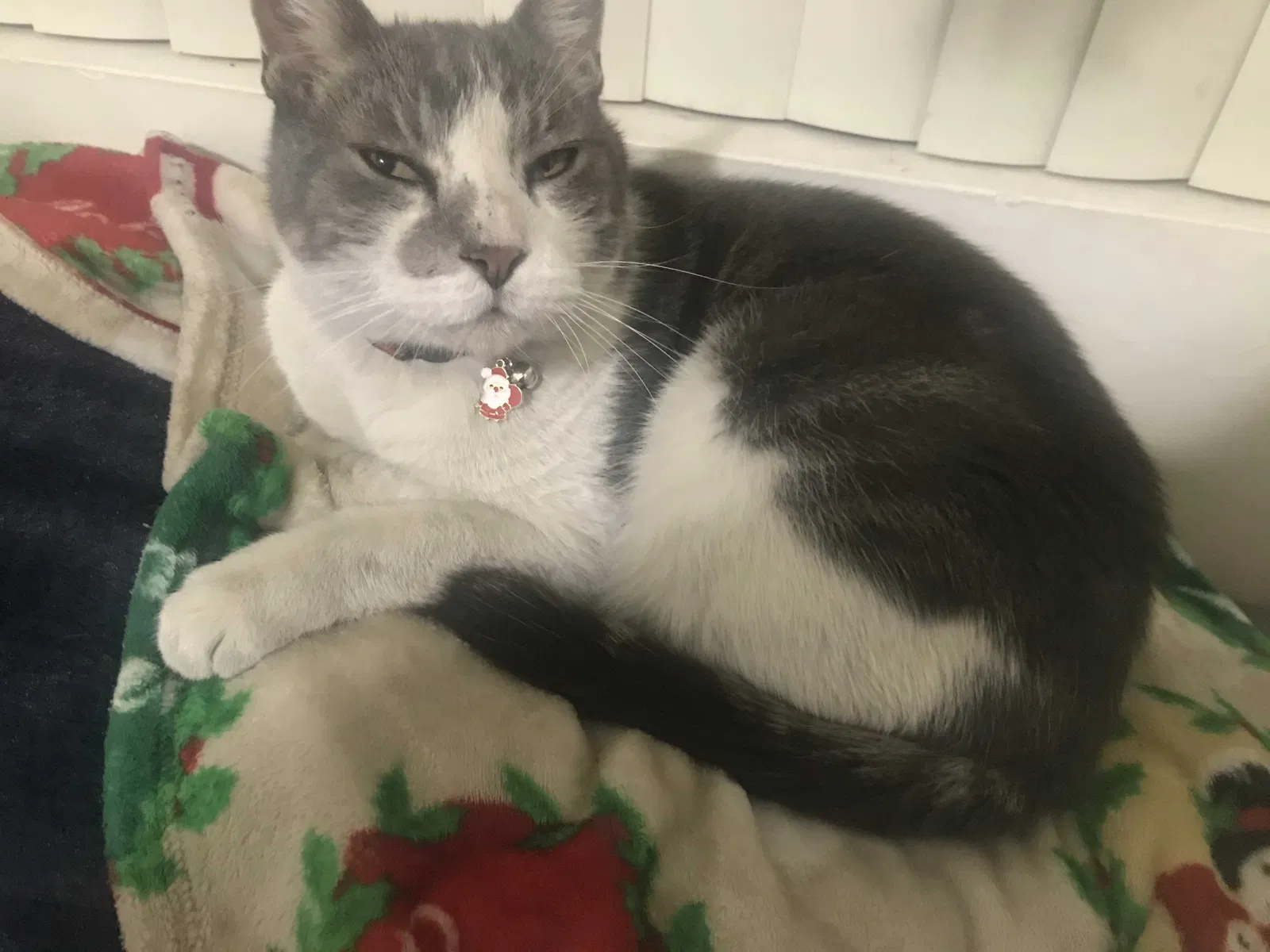 Lost cat in Los Angeles, CA, 90032