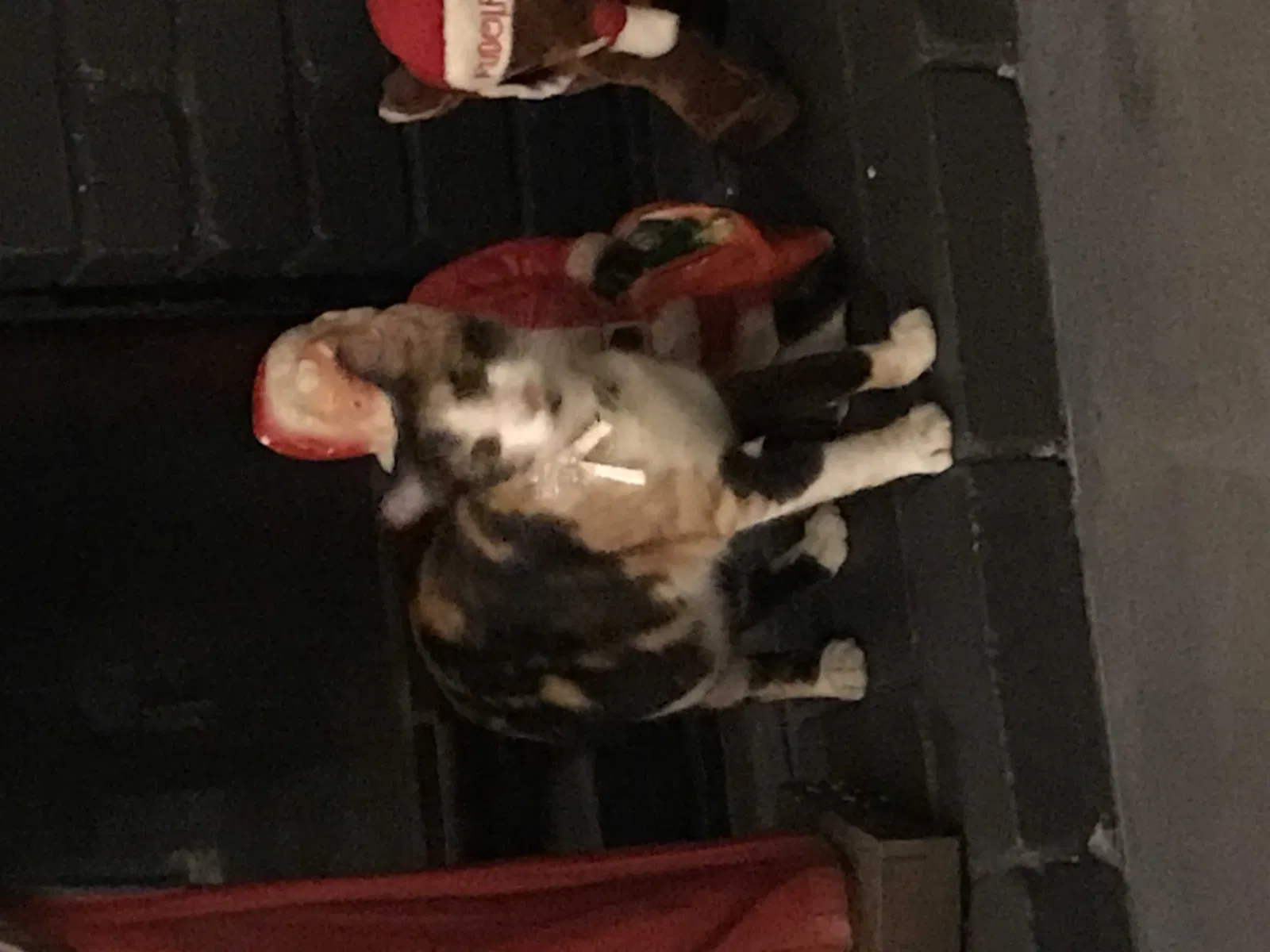 Lost cat in Riverside, CA, 92509