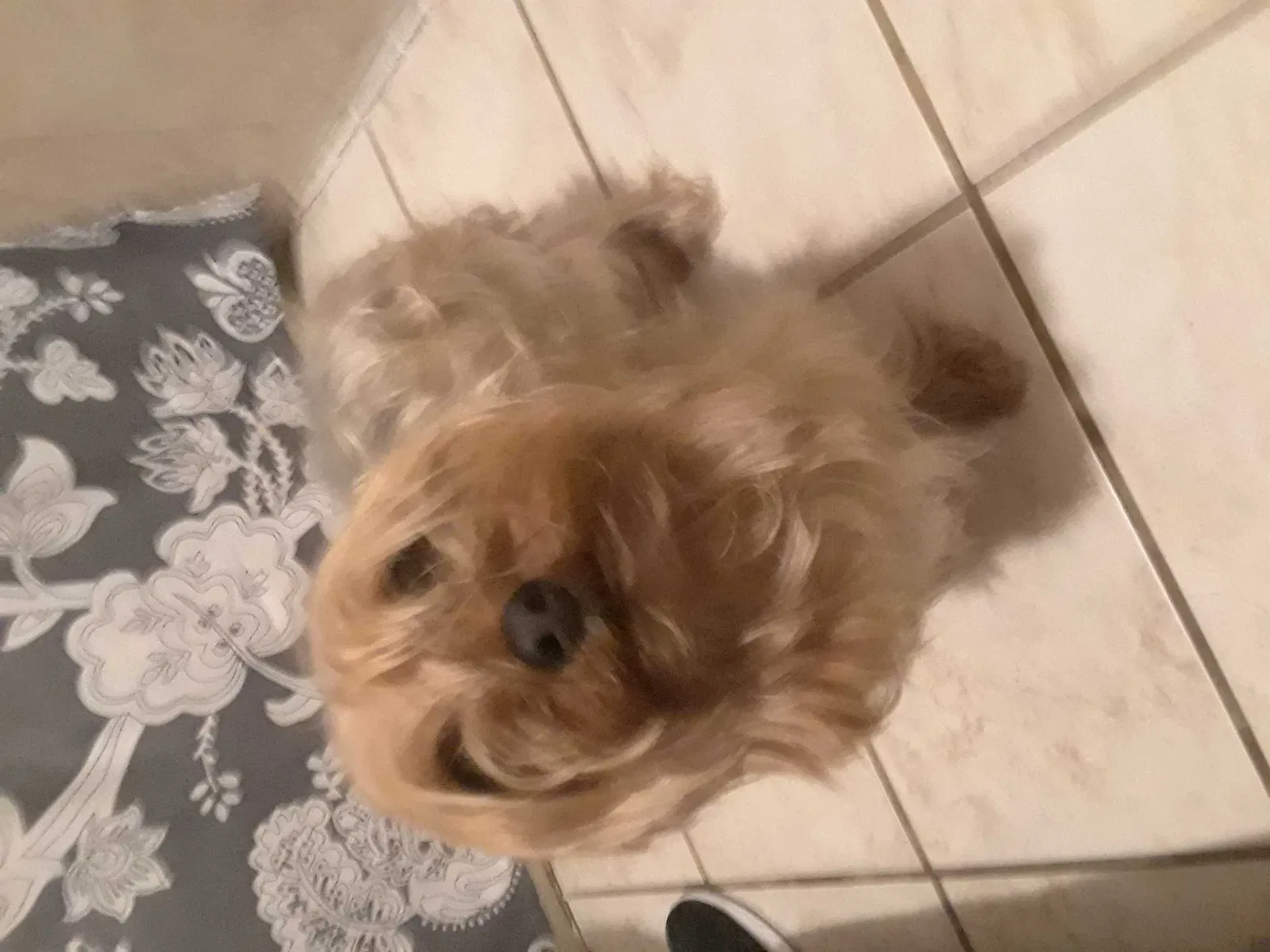 Lost dog in Miami, FL, 33125