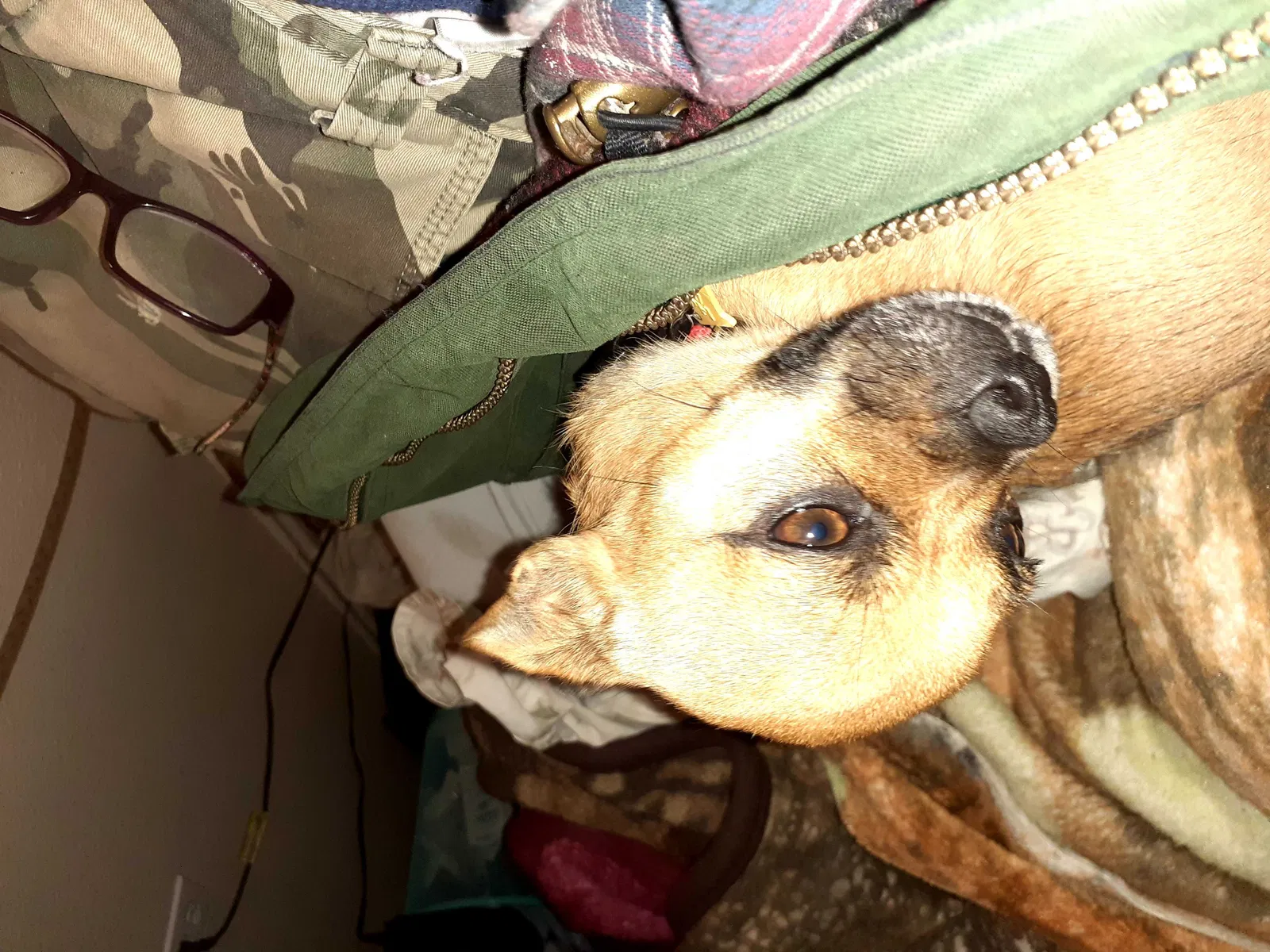 Lost dog in Portland, OR, 97203