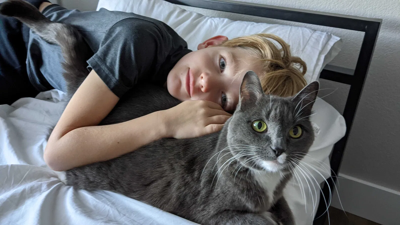 Lost cat in Austin, TX, 78735