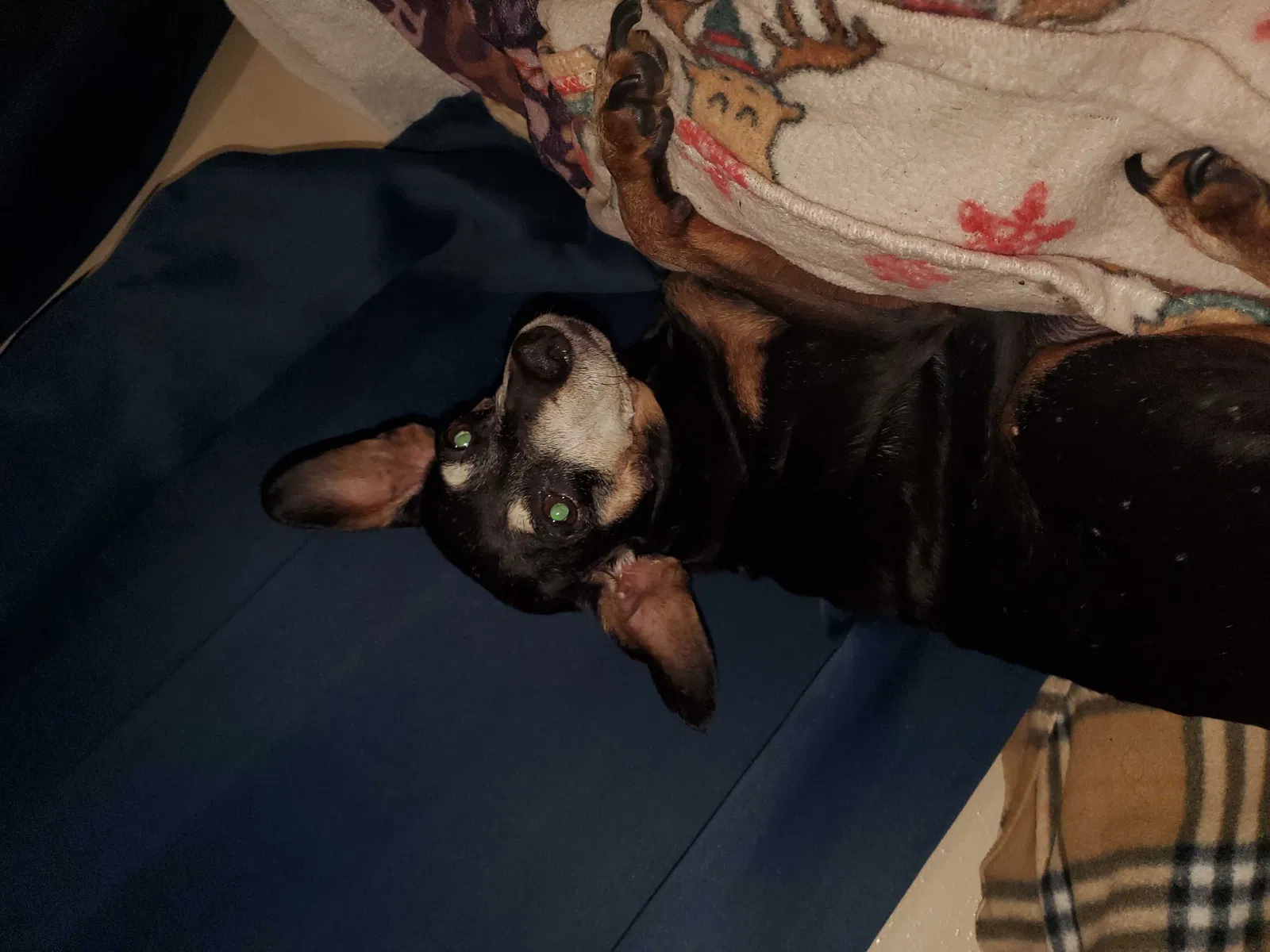 Lost dog in Orlando, FL, 32810