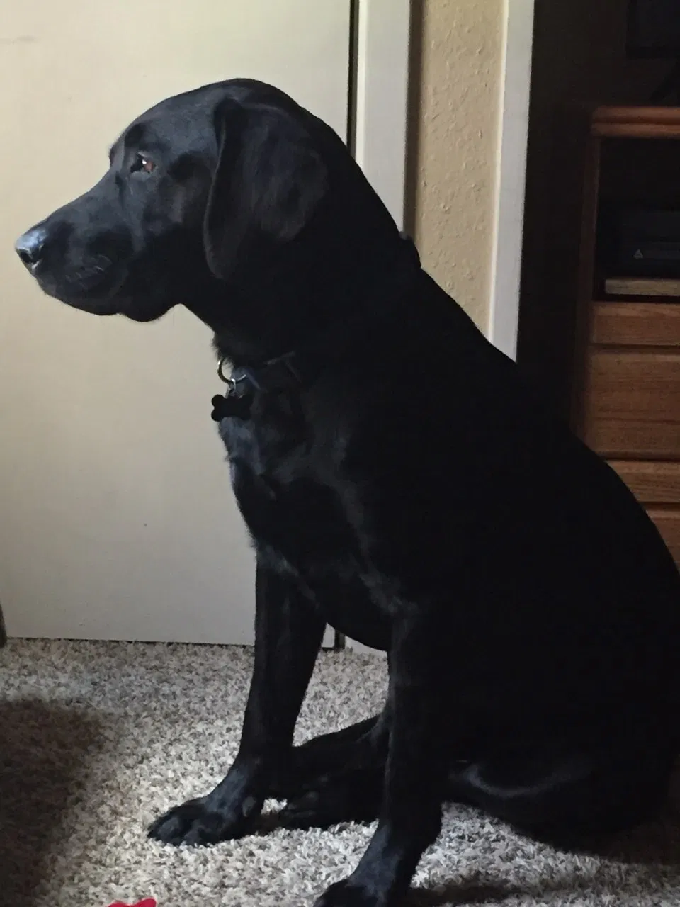 Lost dog in Bryan, TX, 77803