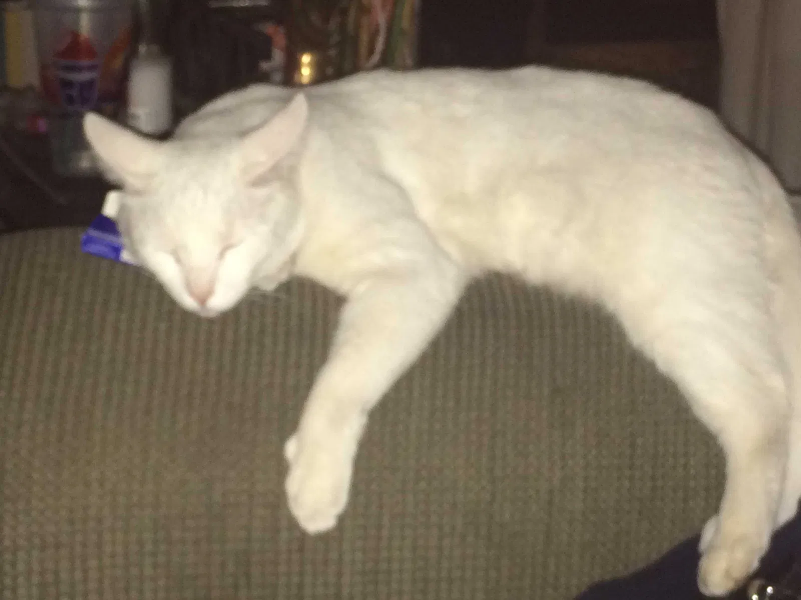 Lost cat in Spokane, WA, 99205