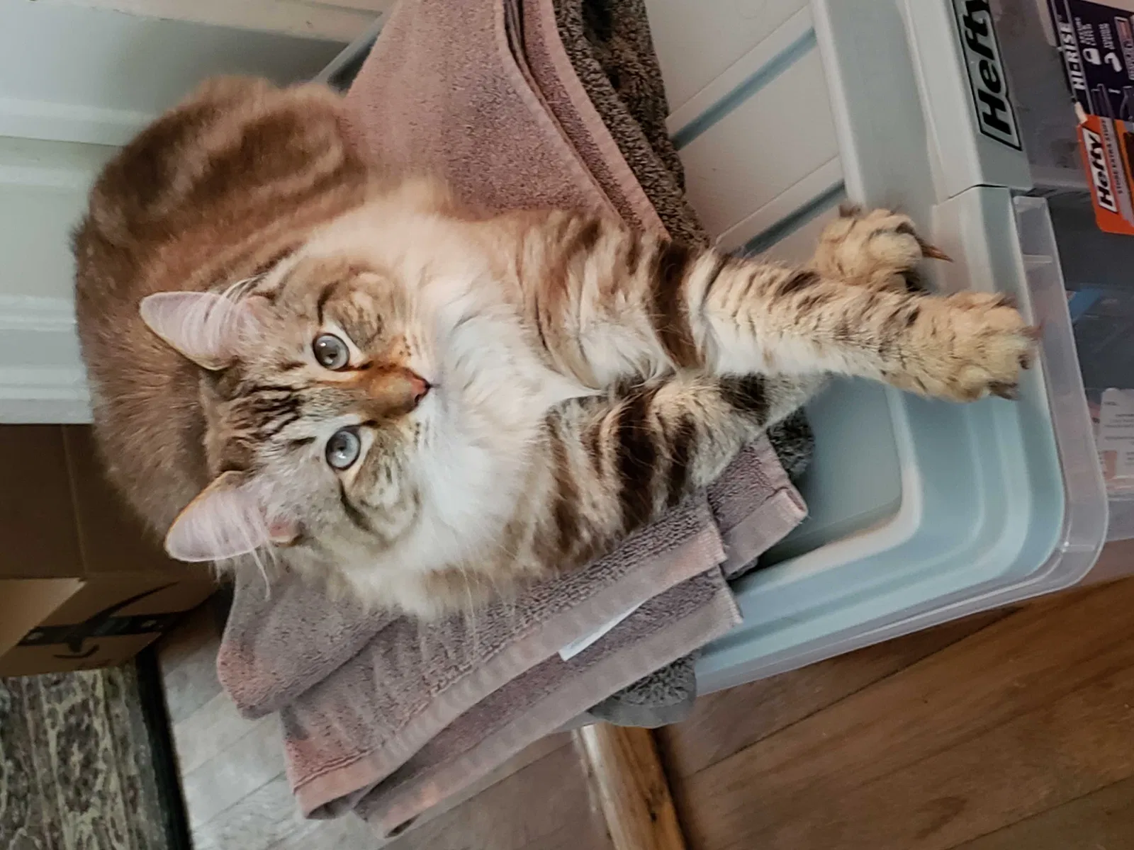 Lost cat in Fort Mill, SC, 29715