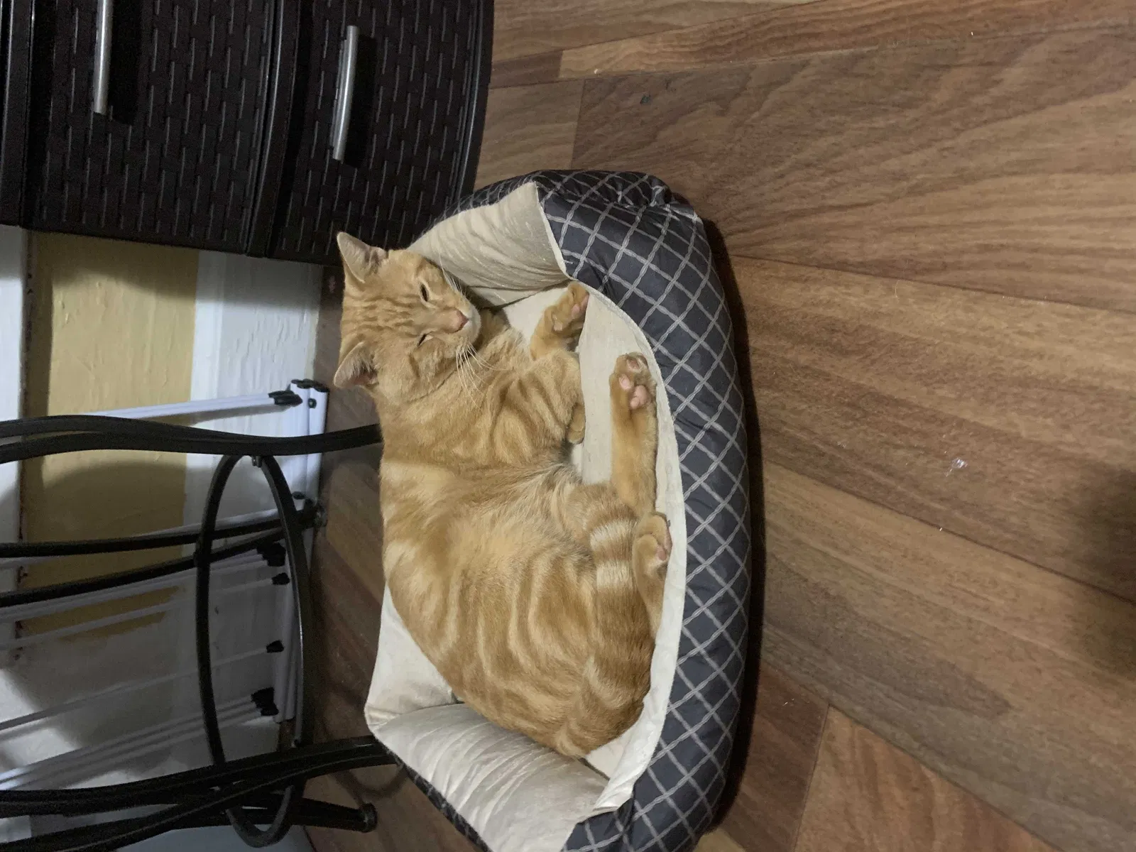 Lost cat in Auburn, GA, 30011