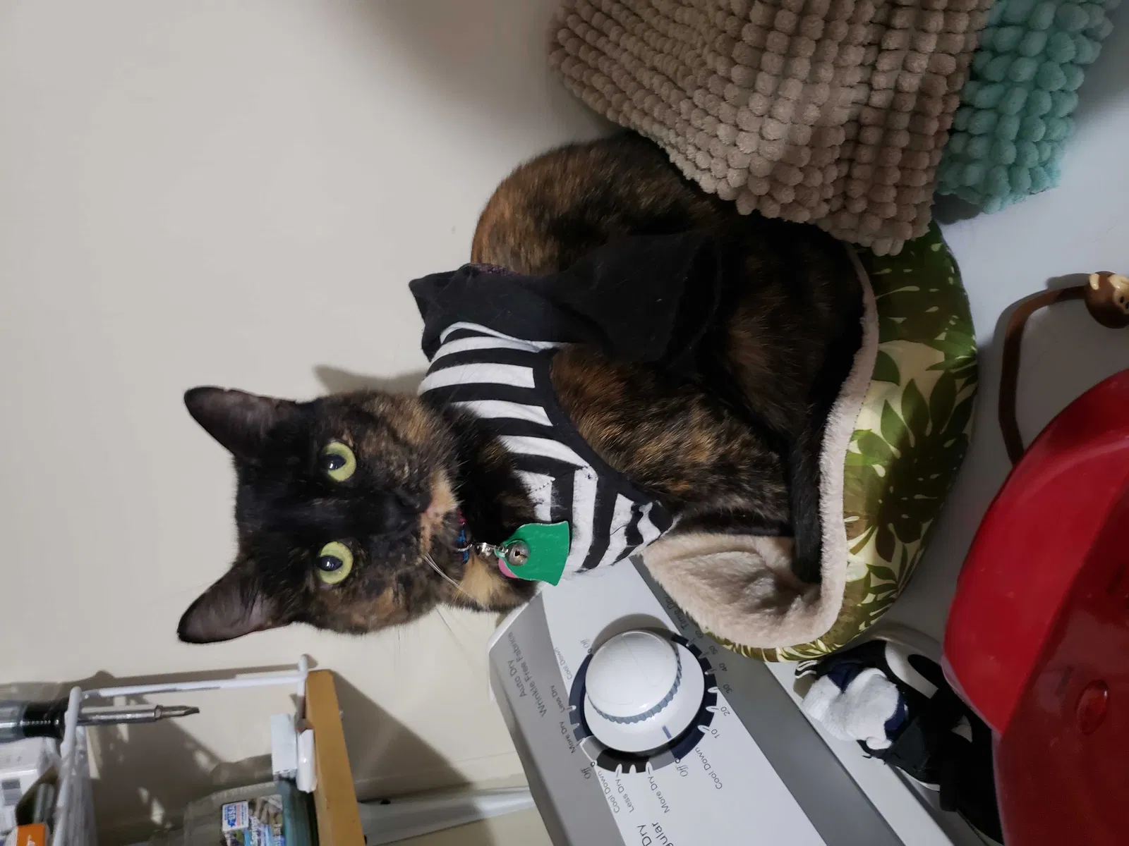 Lost cat in Easley, SC, 29640