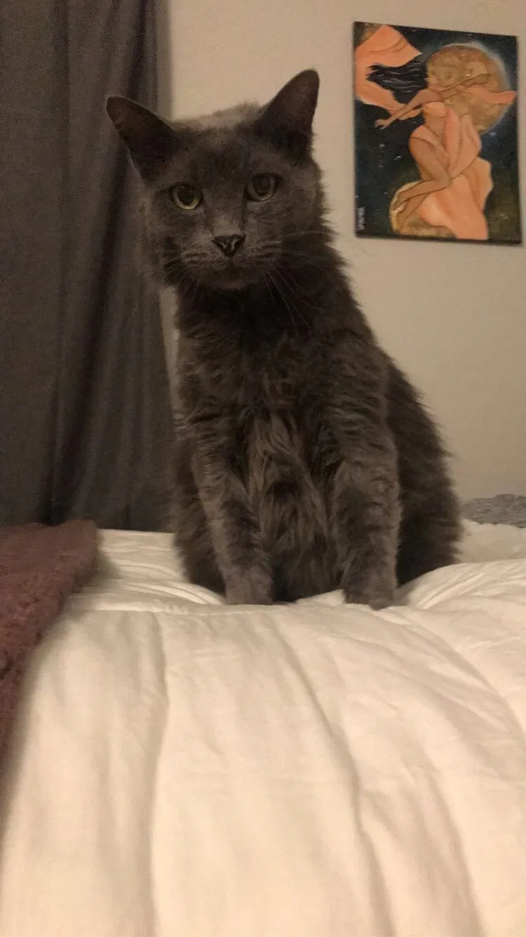 Lost cat in Baton Rouge, LA, 70808