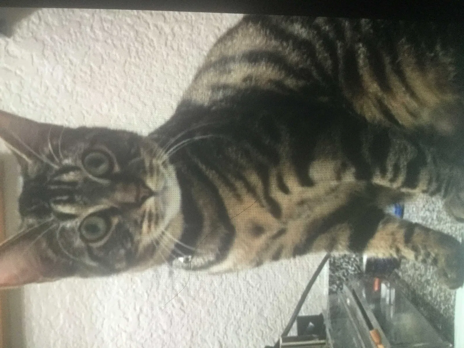 Lost cat in Fort Worth, TX, 76137