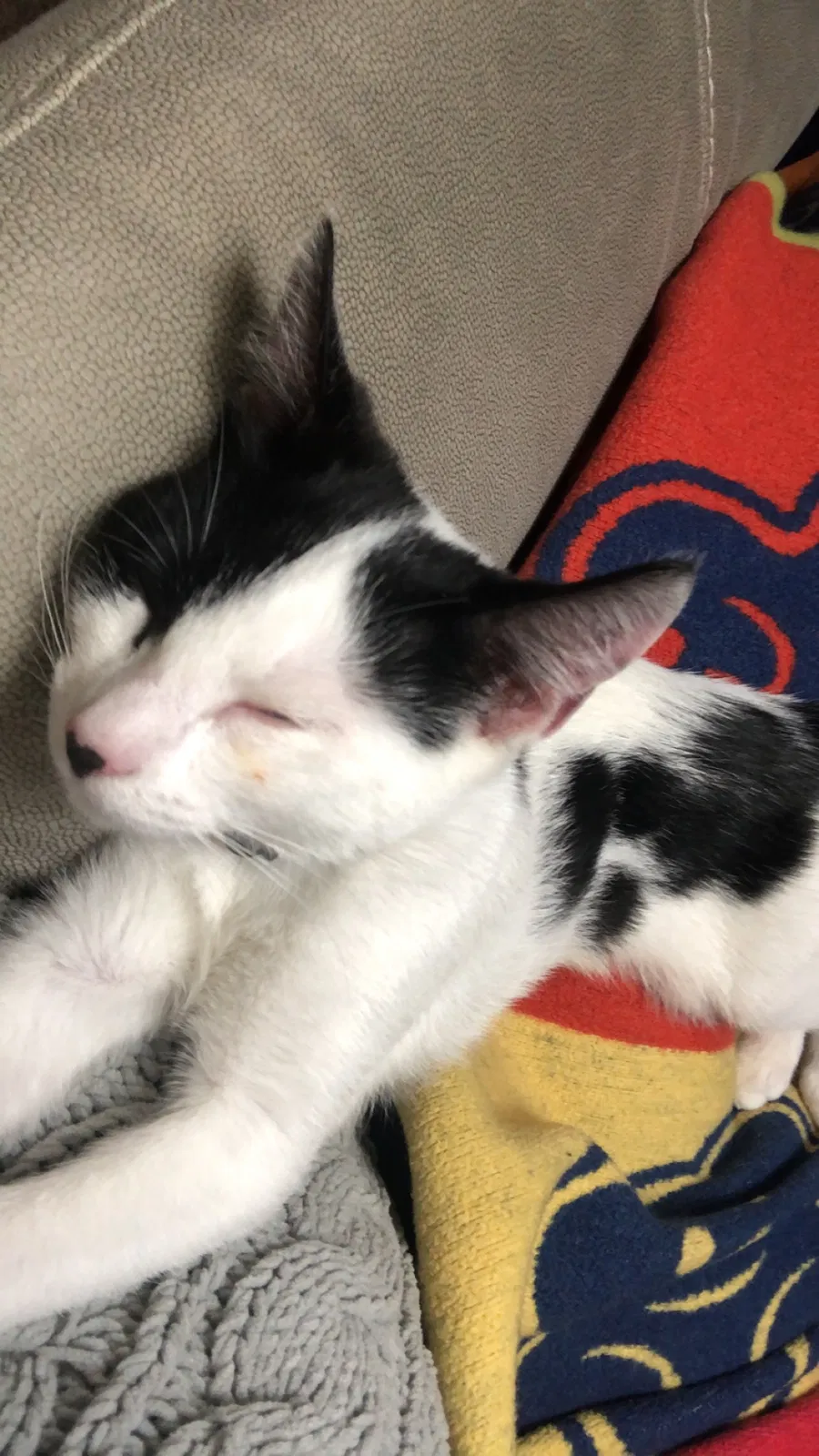 Lost cat in Orlando, FL, 32837