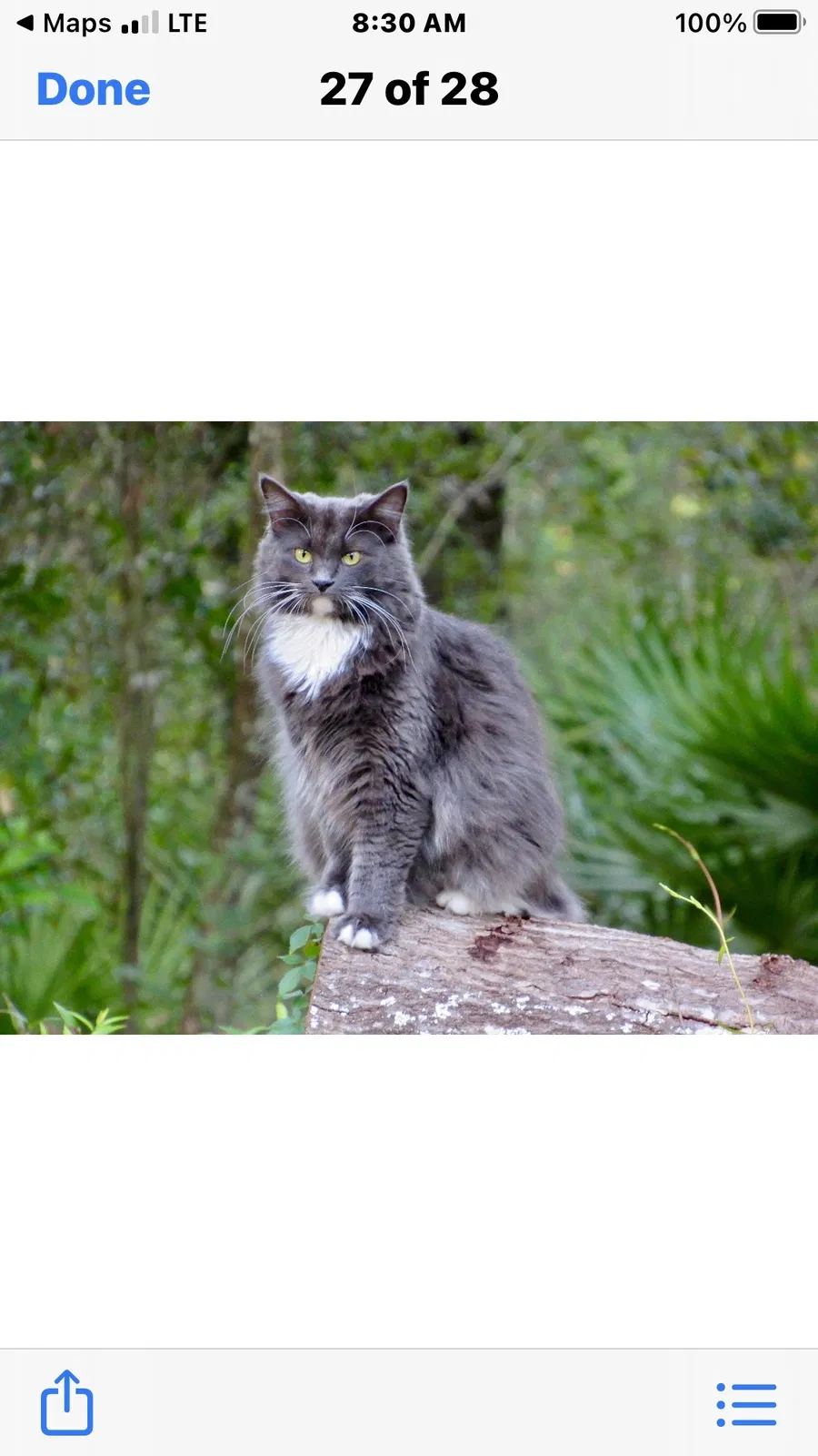 Lost cat in Lake City, FL, 32055