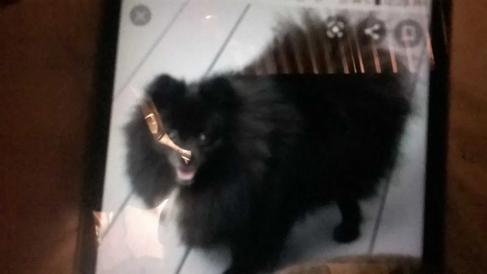 Lost dog in Phoenix, AZ, 85029