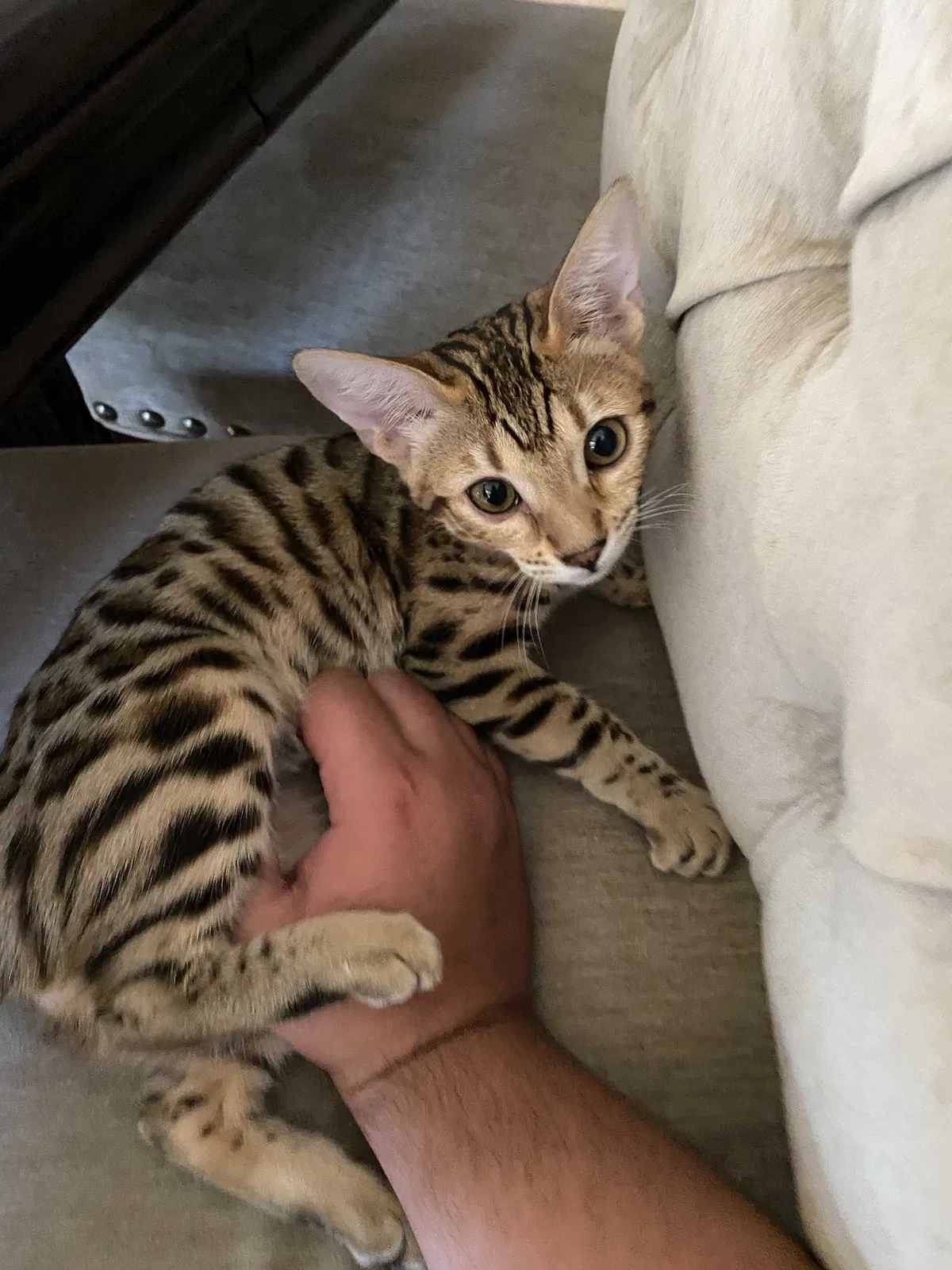 Lost cat in Anaheim, CA, 92807