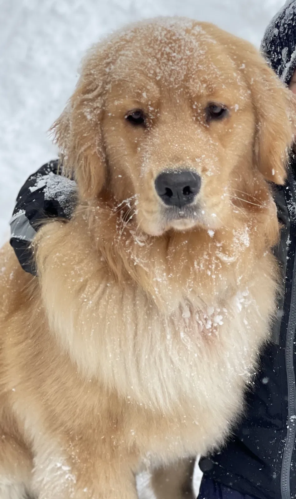 Lost dog in Newberry, SC, 29108