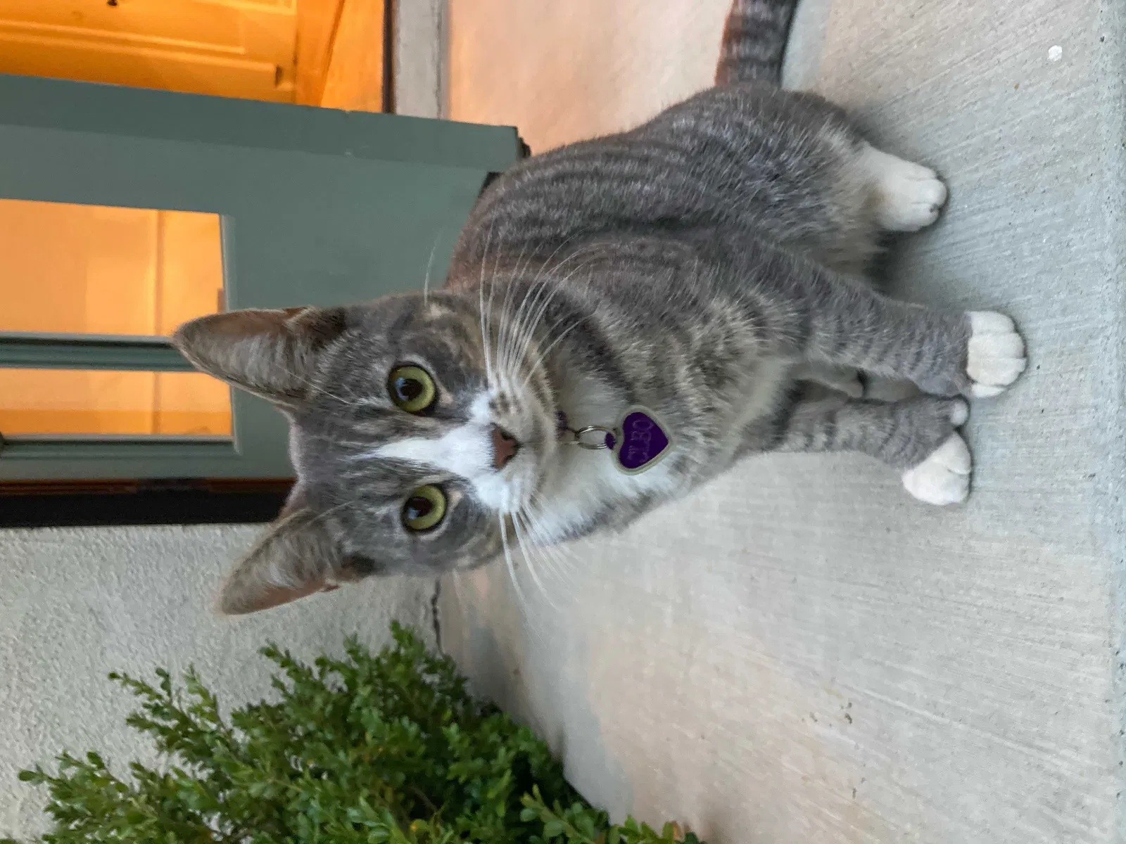 Lost cat in Santa Monica, CA, 90402