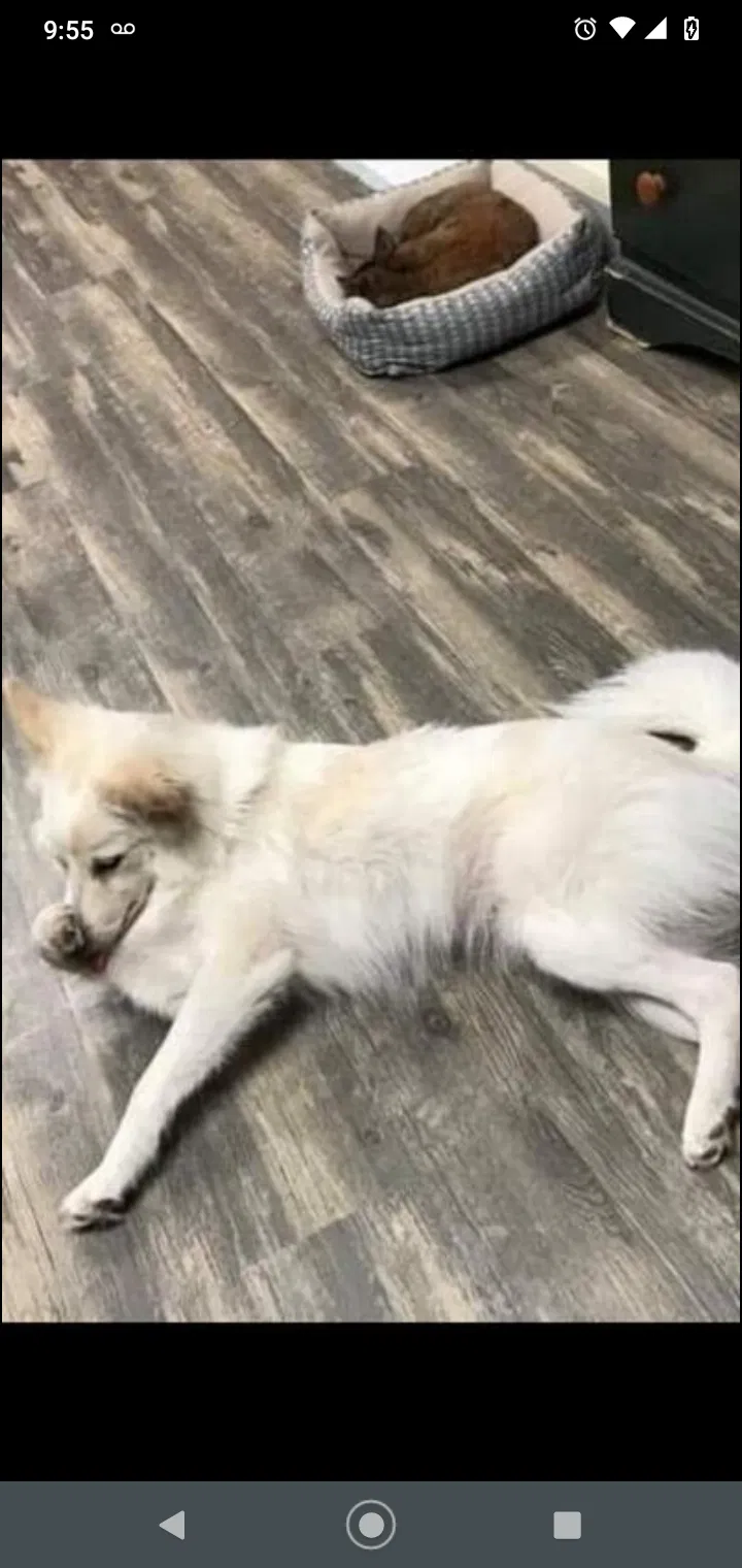 Lost dog in Dundalk, MD, 21222