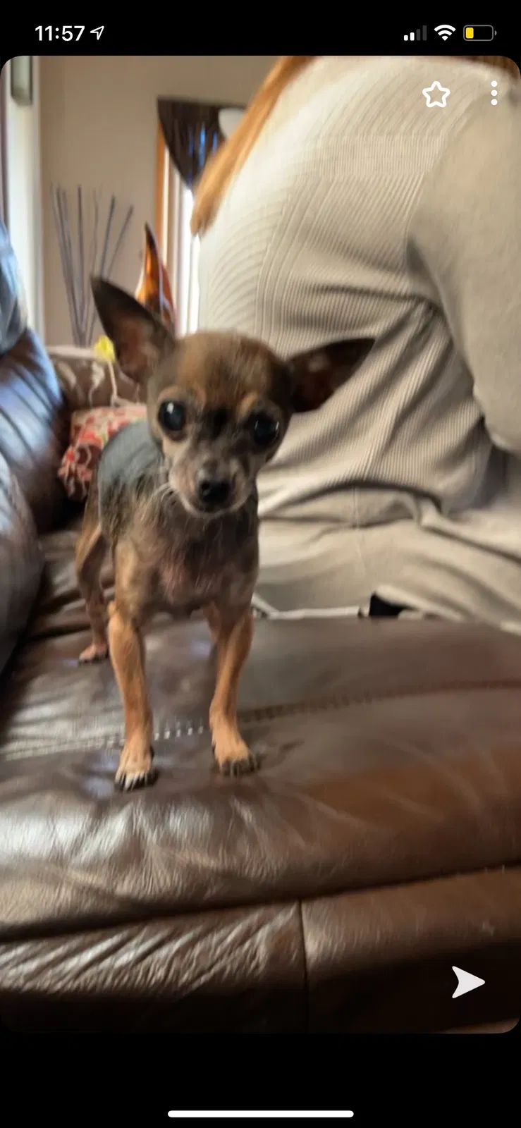Lost dog in Seattle, WA, 98198