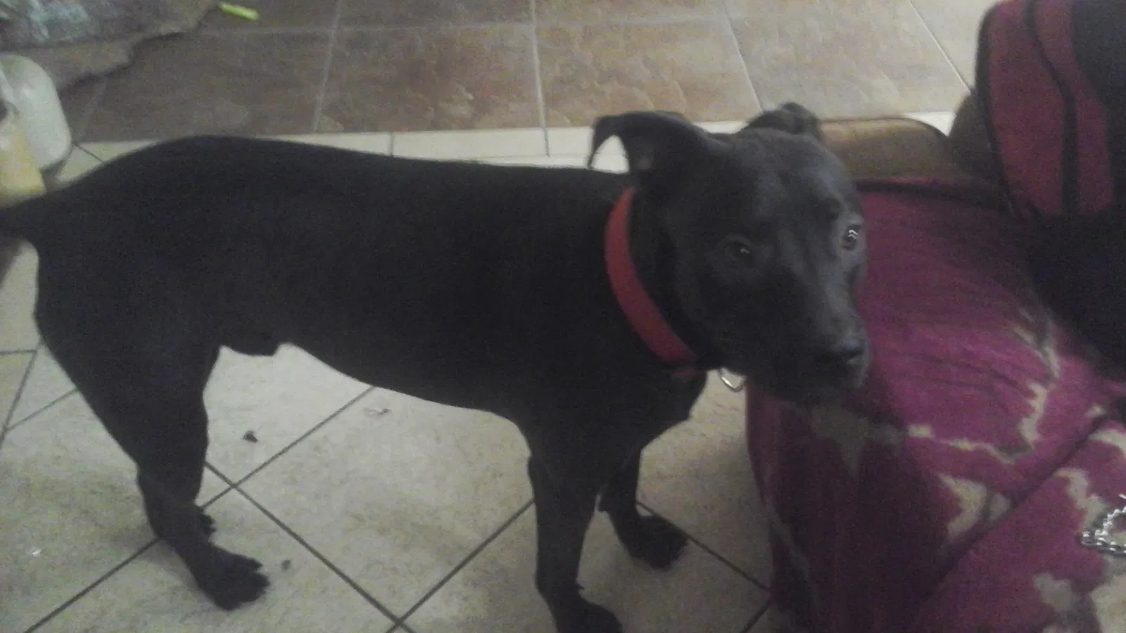 Lost dog in Phoenix, AZ, 85041