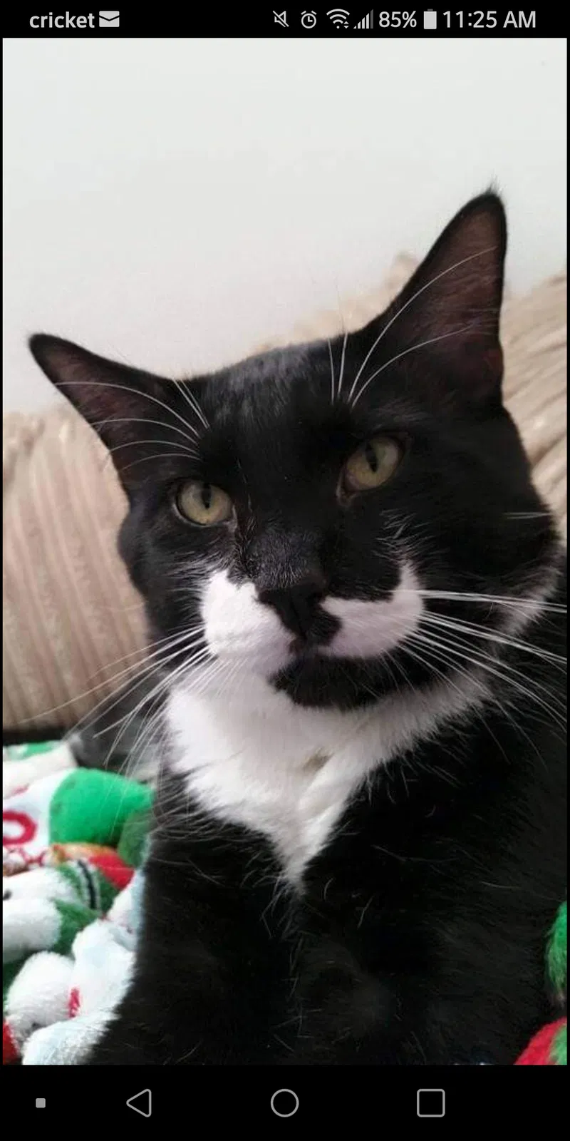 Lost cat in Chandler, AZ, 85225