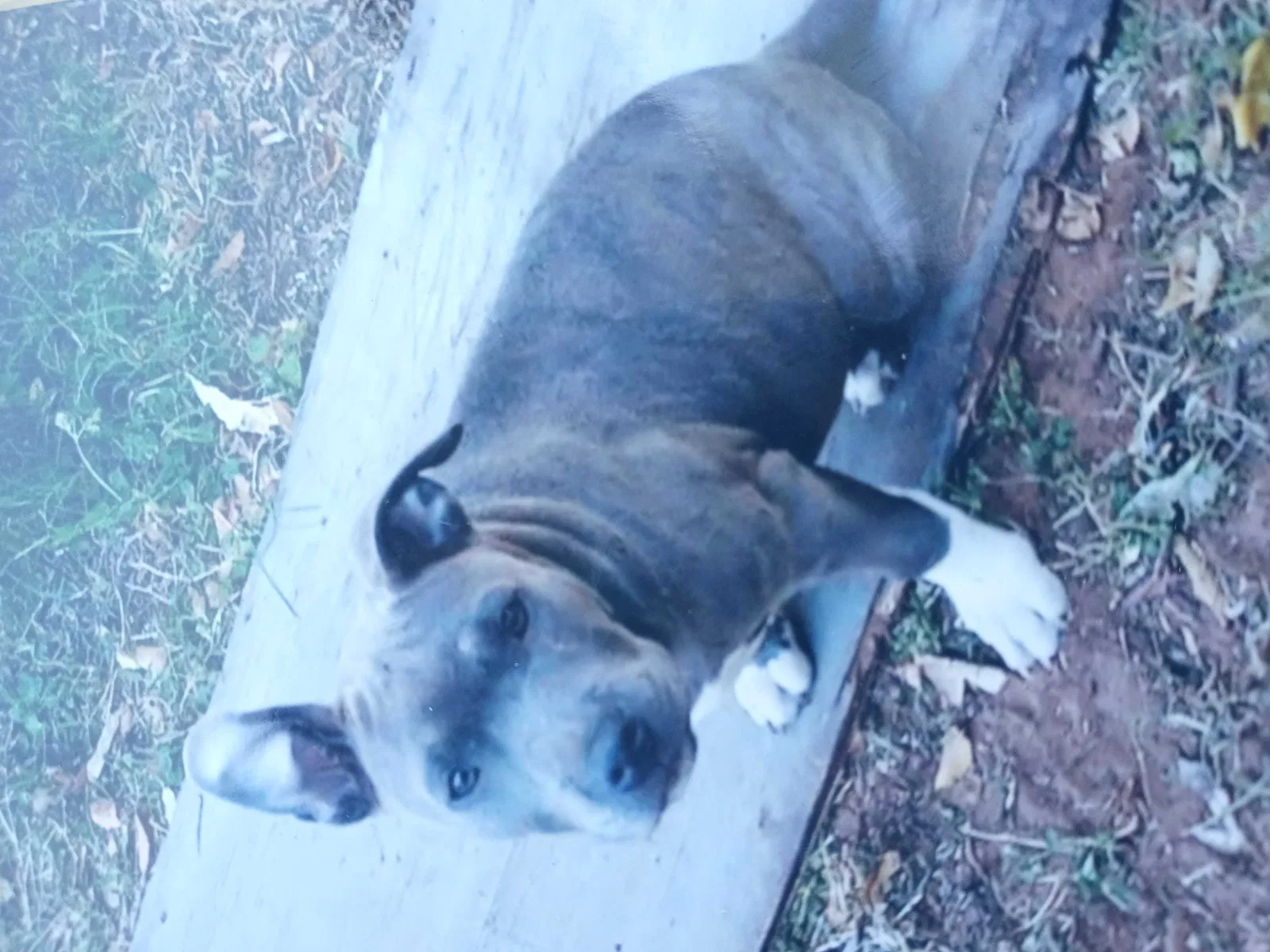 Lost dog in Abilene, TX, 79602