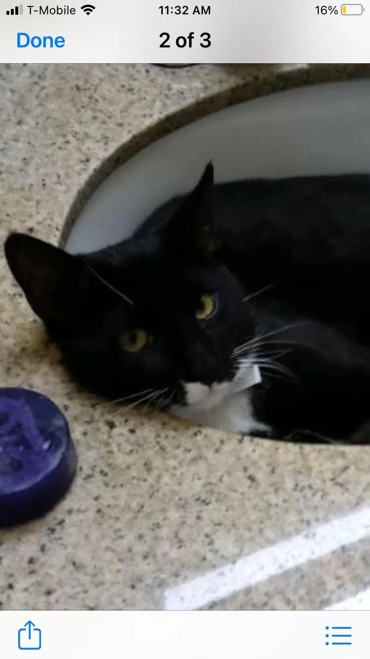Lost cat in Torrance, CA, 90502