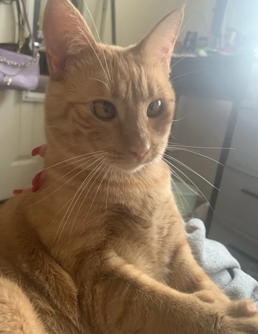 Lost cat in Vida, OR, 97488