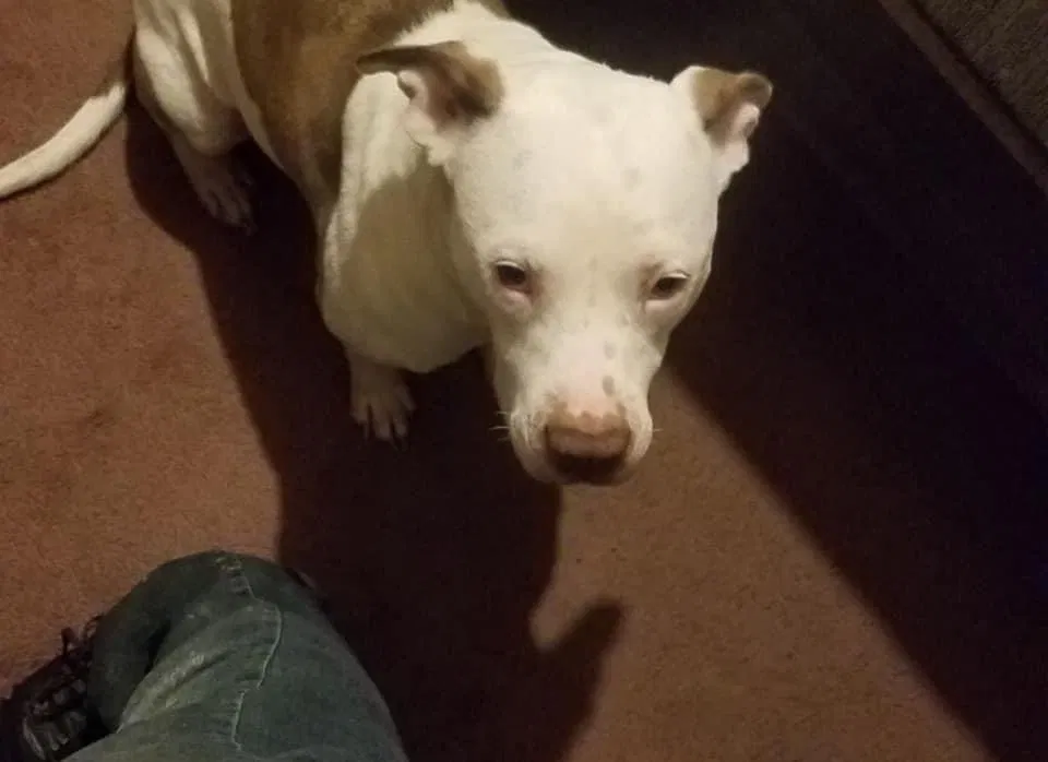 Lost dog in Lawton, OK, 73501
