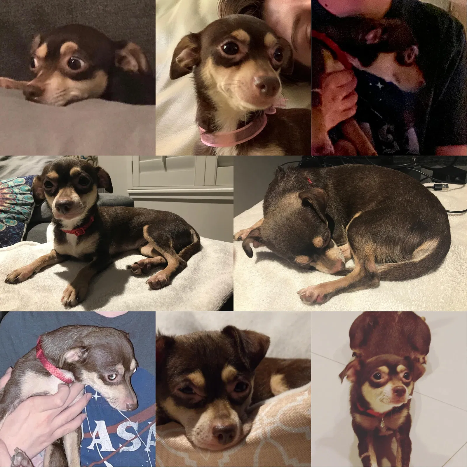 Lost dog in Brownsville, TX, 78520