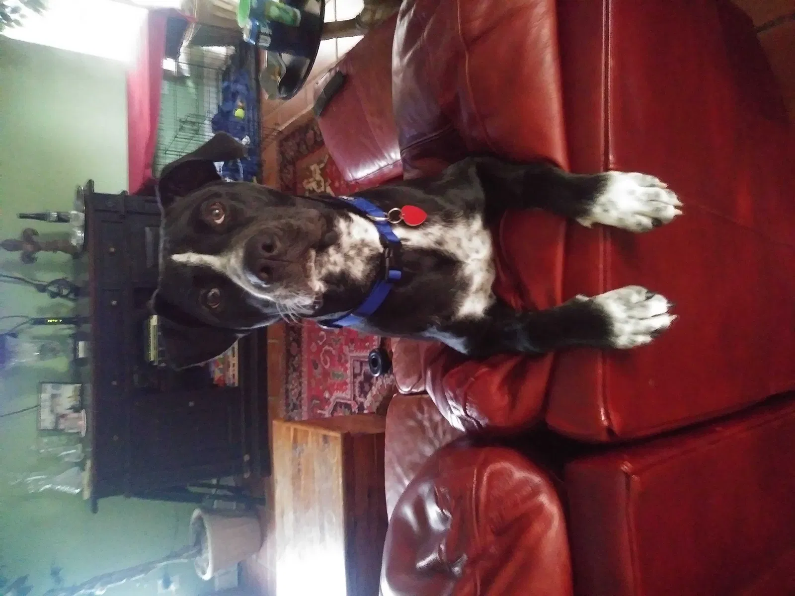Lost dog in Folsom, LA, 70437
