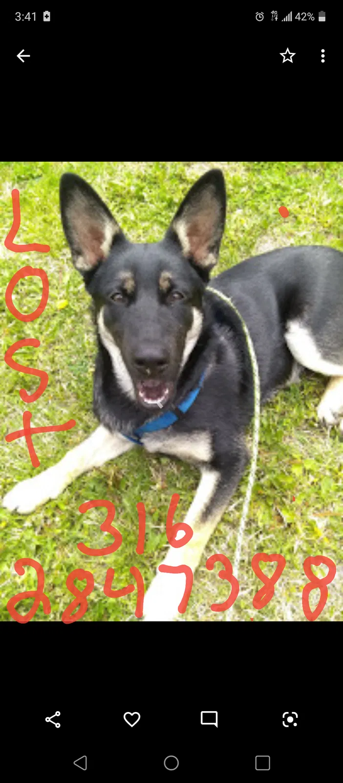 Lost dog in Wichita, KS, 67203