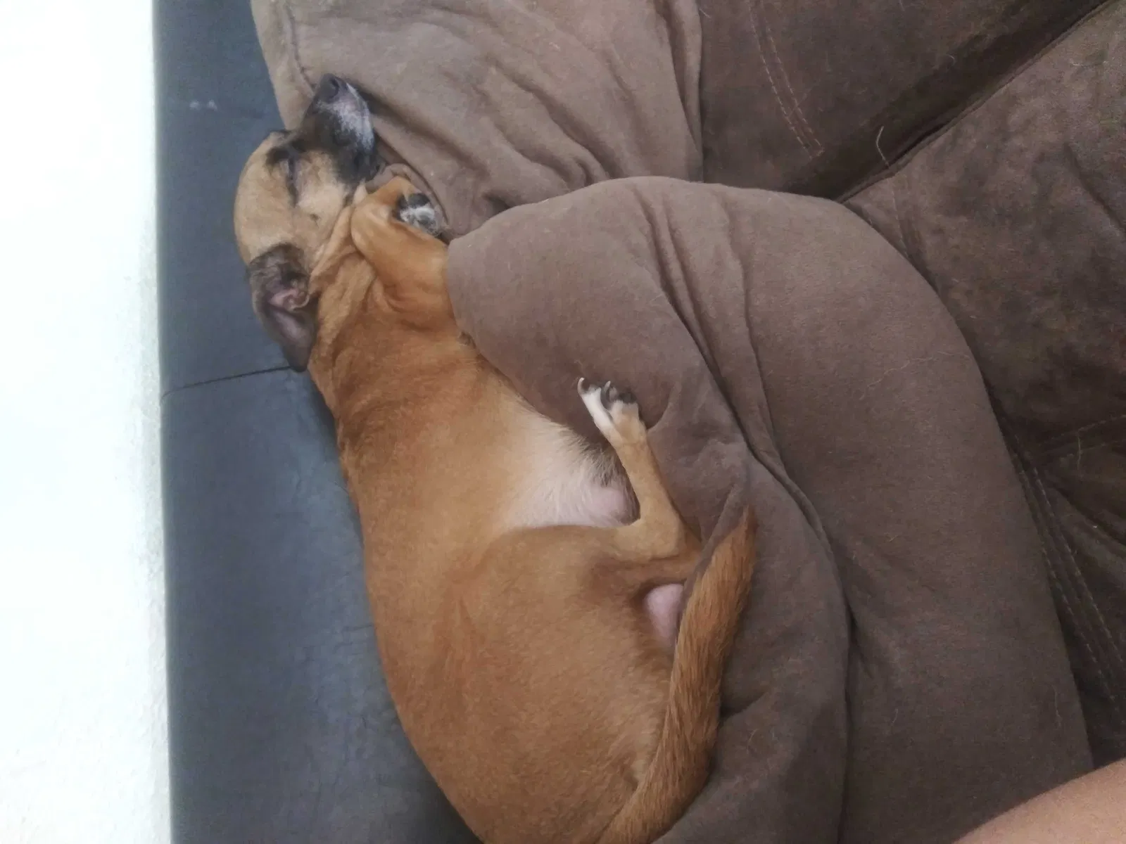 Lost dog in Fresno, CA, 93726