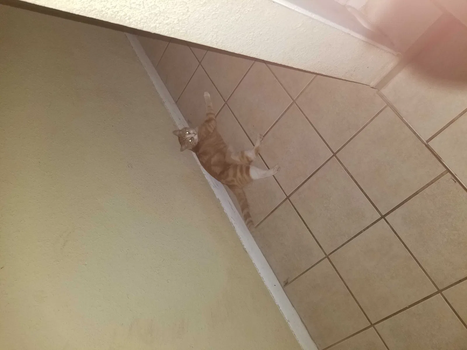 Lost cat in Abilene, TX, 79605