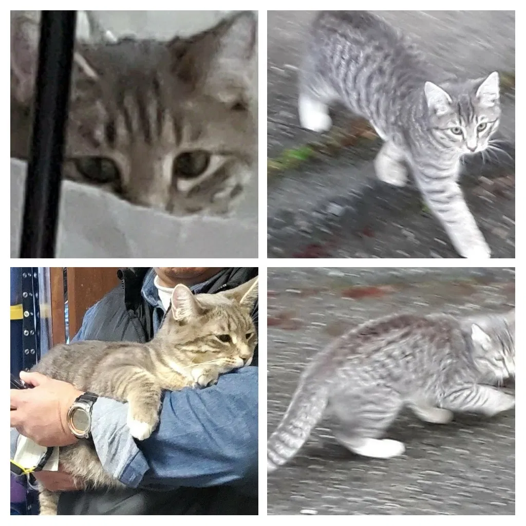 Lost cat in Everett, WA, 98203