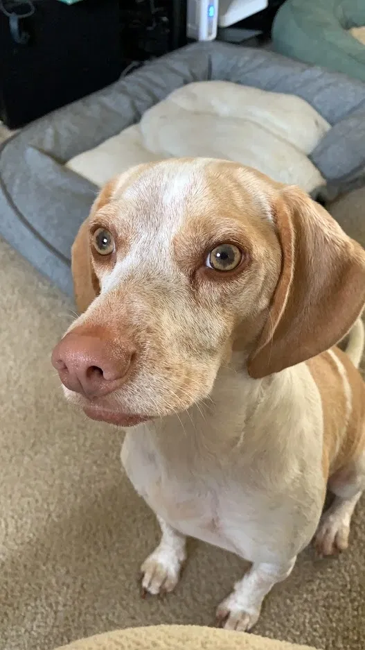 Lost dog in Rockford, IL, 61107