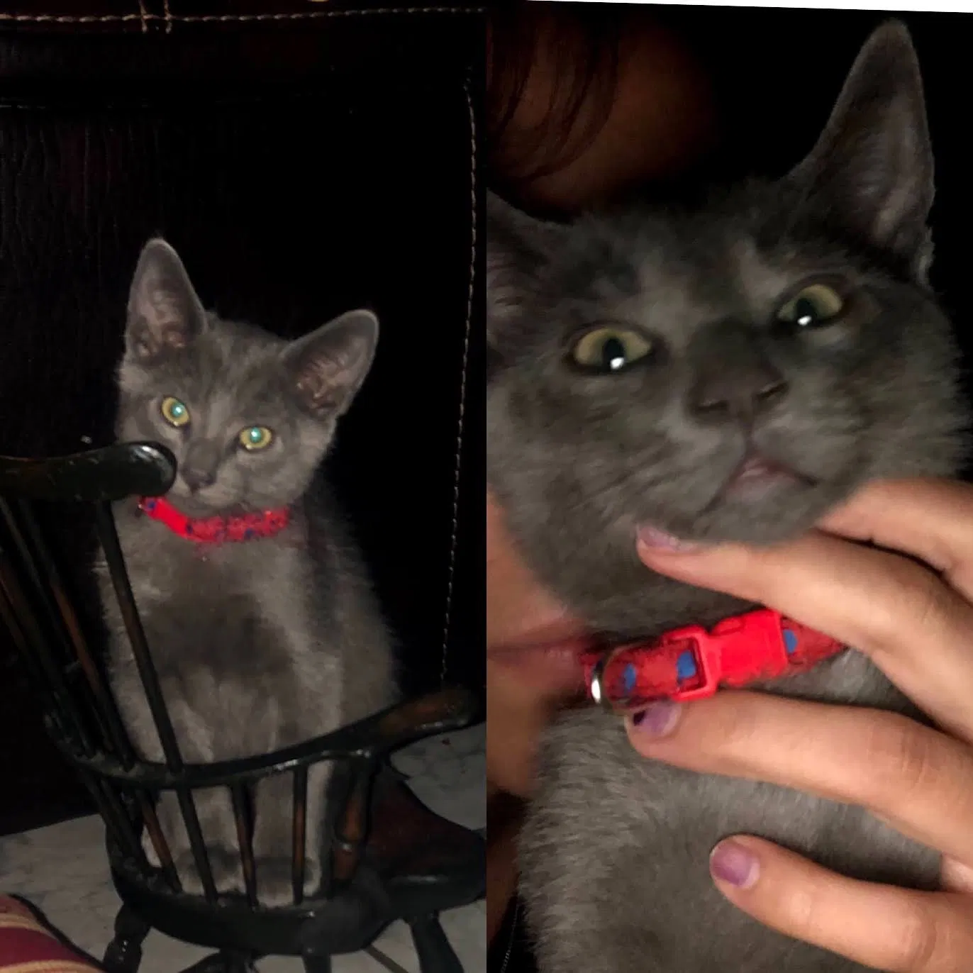Lost cat in Whittier, CA, 90606