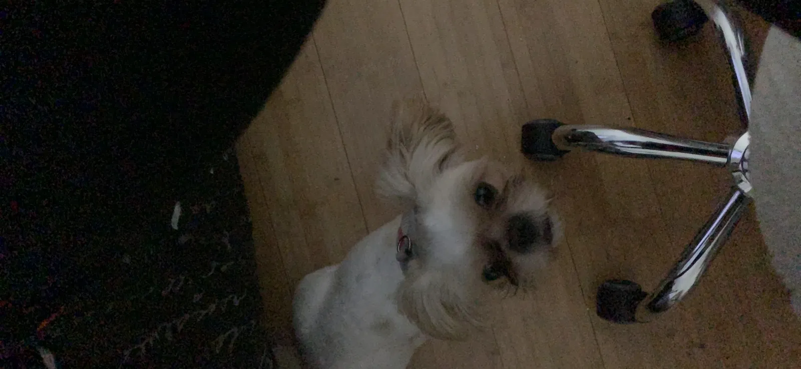 Lost dog in Los Angeles, CA, 90047