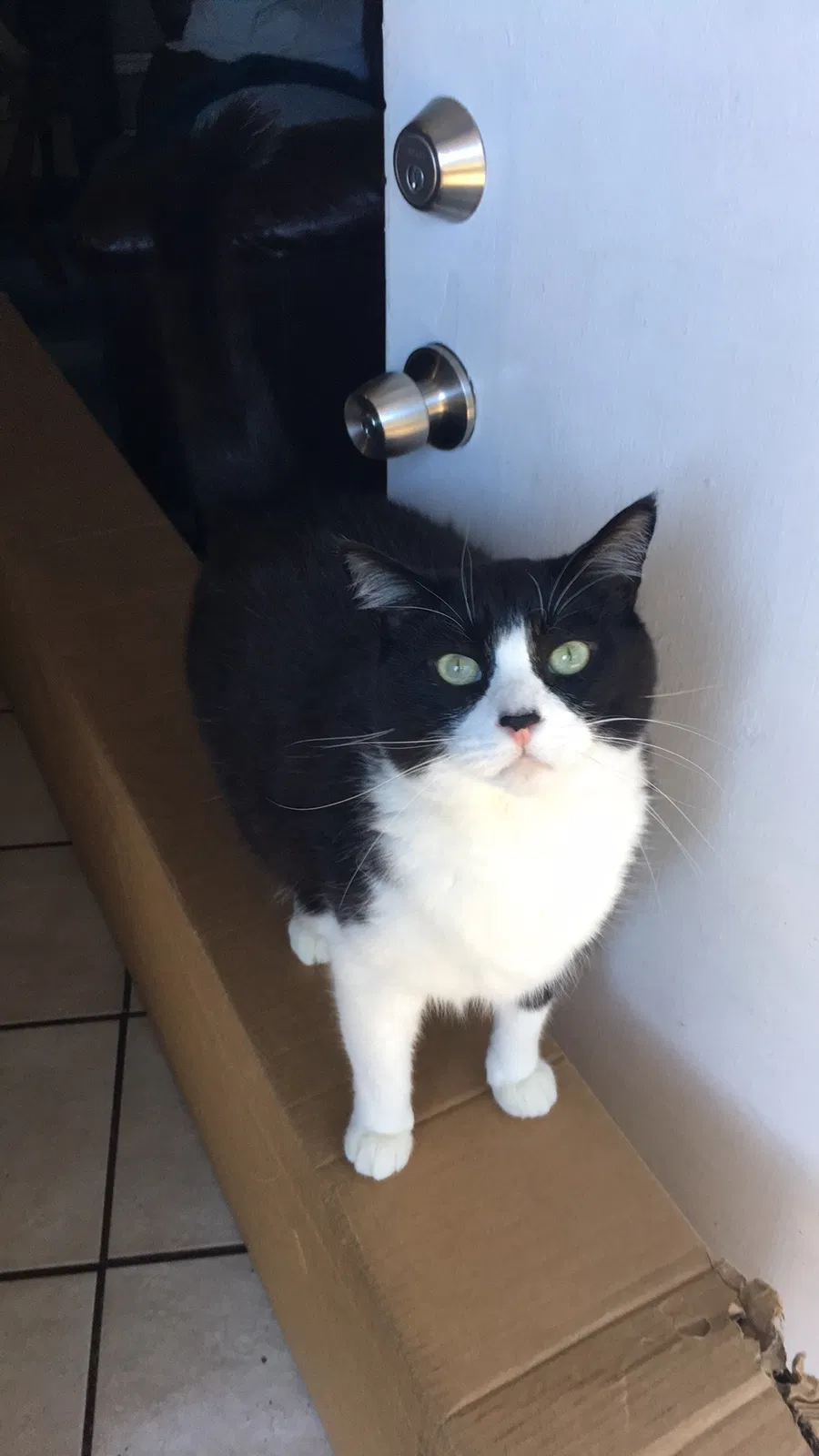 Lost cat in Hayward, CA, 94545