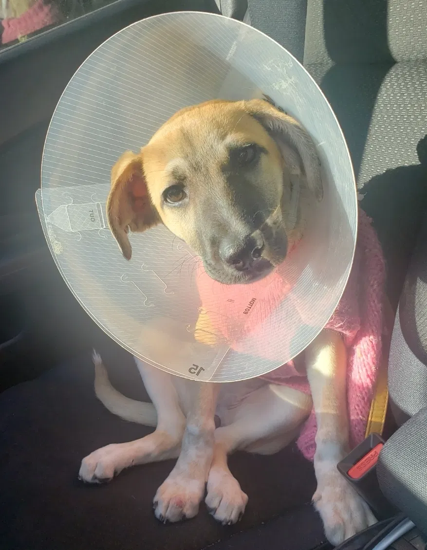 Lost dog in Austin, TX, 78741