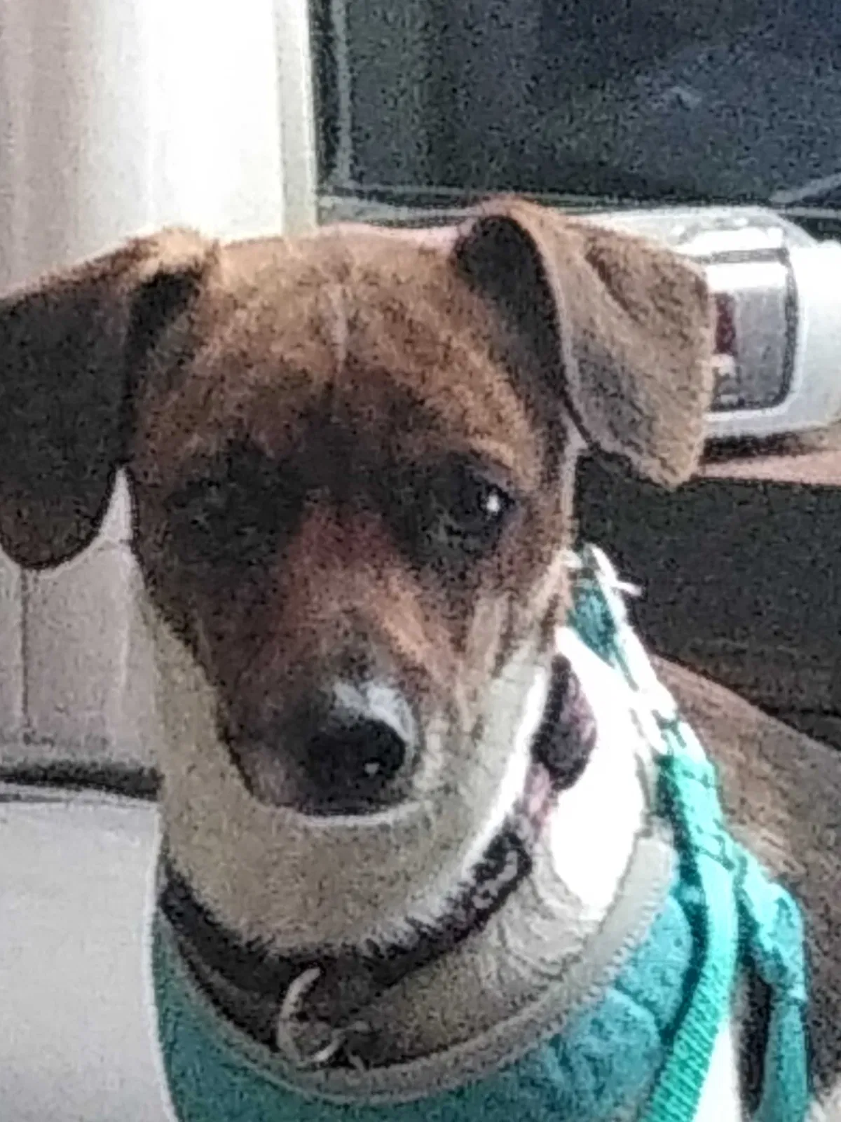 Lost dog in Denver, CO, 80235